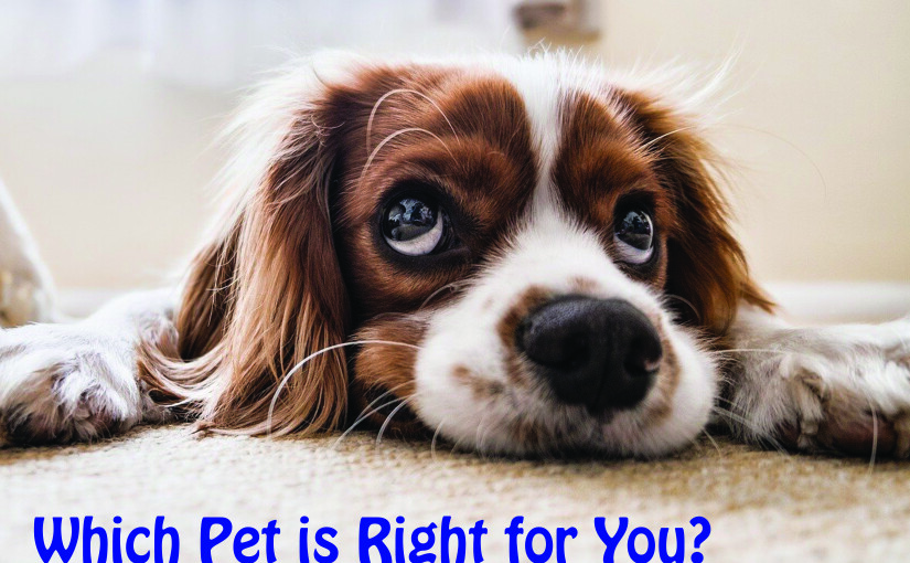 Which Pet is Right for You?